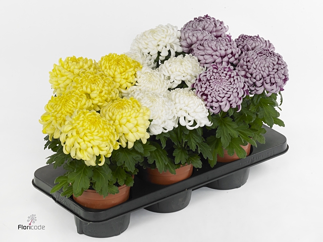 Chrysanthemum  'Cosmo'  ..mix