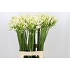 Agapanthus Gletsjer