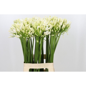 Agapanthus Gletsjer