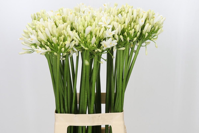 <h4>Agapanthus Gletsjer</h4>