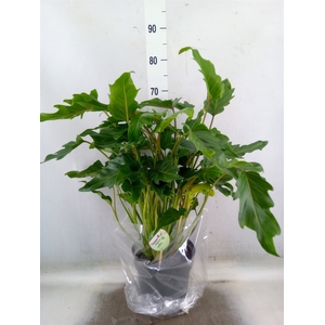 Philodendron  'Xanadu'