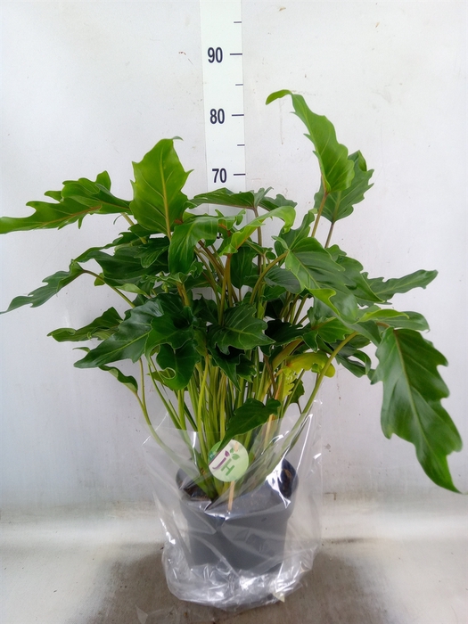<h4>Philodendron  'Xanadu'</h4>