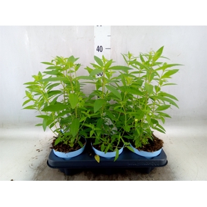 Aloysia citrodora