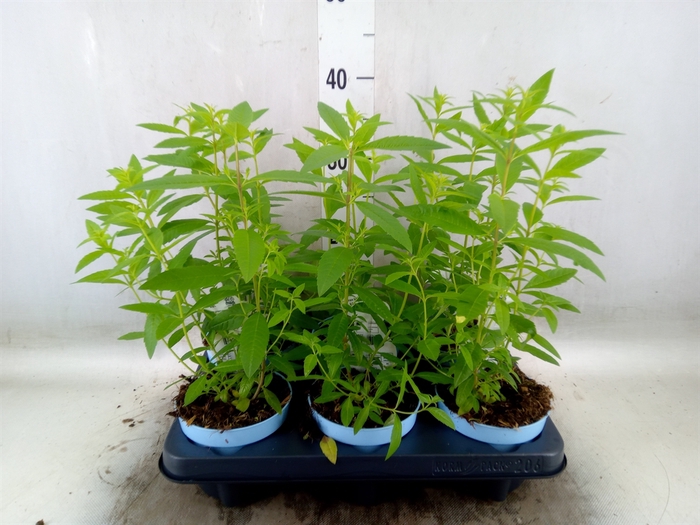<h4>Aloysia citrodora</h4>