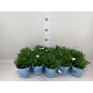 Argyranthemum  'La Rita Comp White'