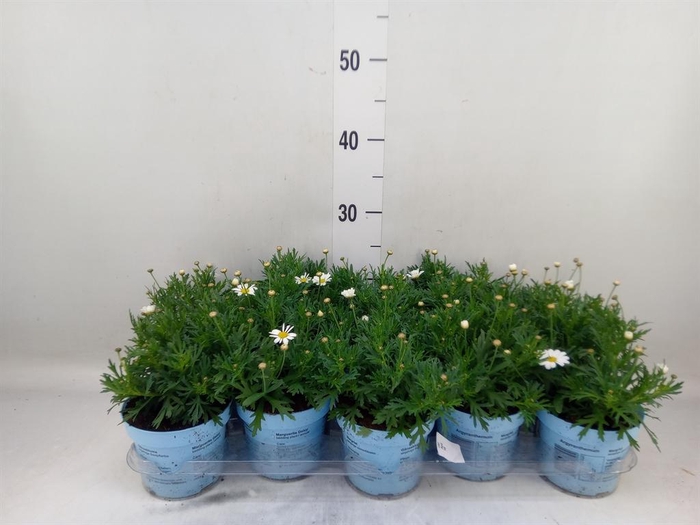<h4>Argyranthemum  'La Rita Comp White'</h4>