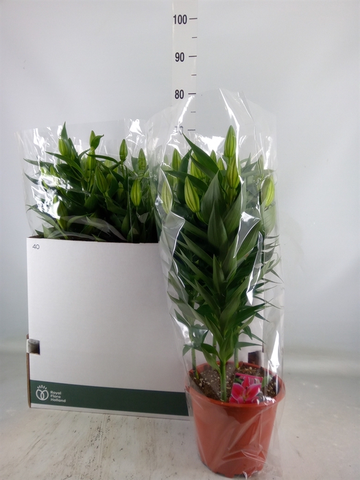 <h4>Lilium ori.  'After Eight'</h4>