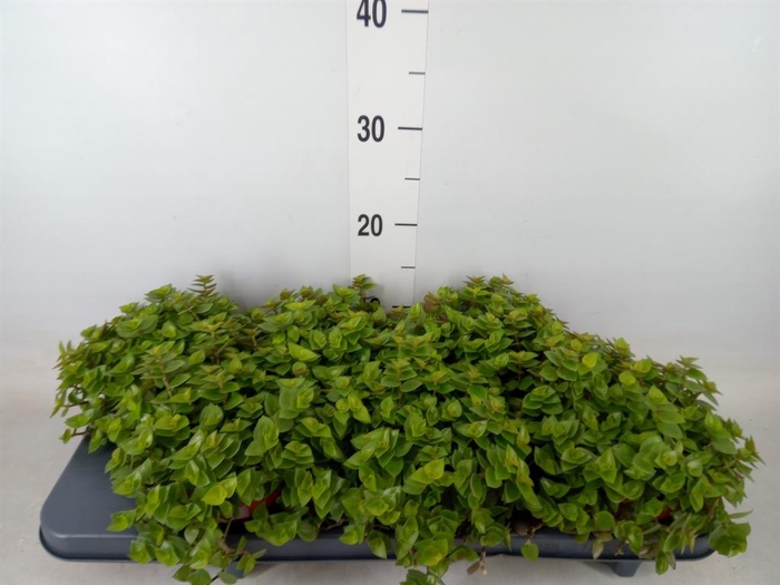 <h4>Callisia repens</h4>