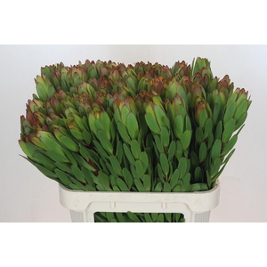 Leucadendron Goldstrike