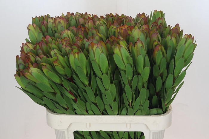 Leucadendron Goldstrike