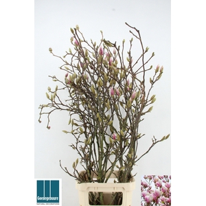 MAGNOLIA GRANDIFLORA