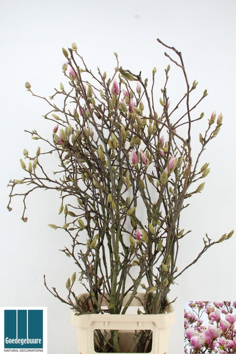 <h4>MAGNOLIA GRANDIFLORA</h4>