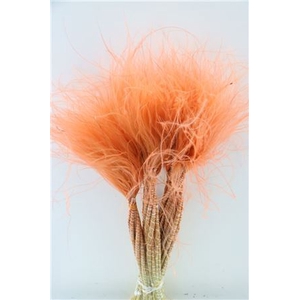 Dried Stypha Penata Salmon Bunch