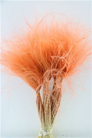 <h4>Dried Stypha Penata Salmon Bunch</h4>