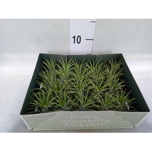 Tillandsia
