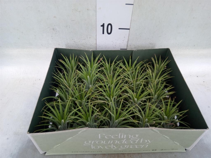 <h4>Tillandsia</h4>