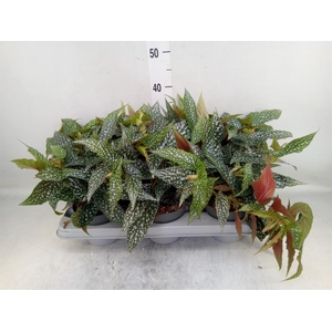 Begonia   ...