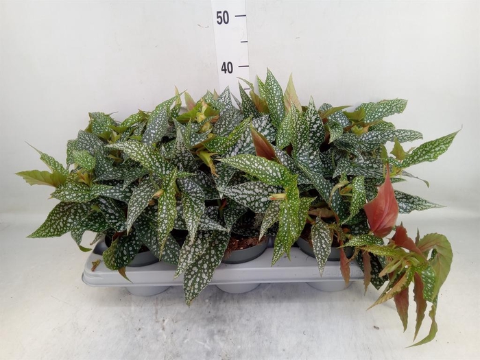 <h4>Begonia   ...</h4>