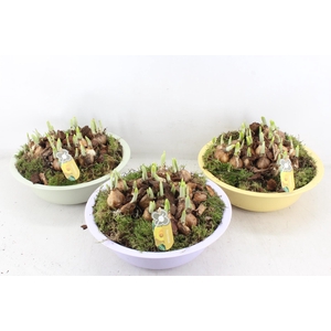 arr4 Narcis PL - Zink Ilse schaal laag mix