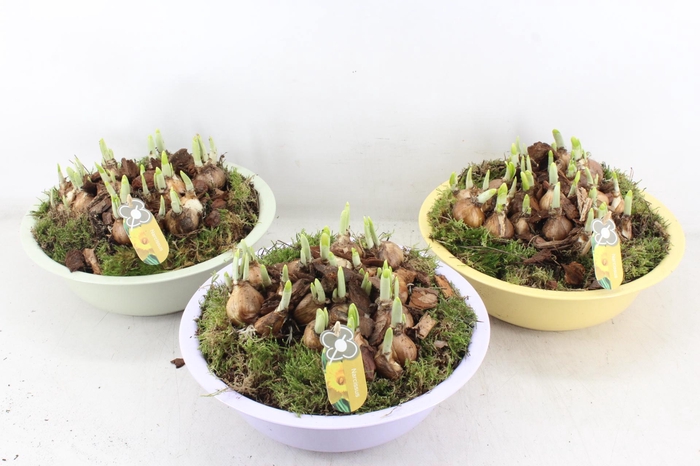 <h4>arr4 Narcis PL - Zink Ilse schaal laag mix</h4>