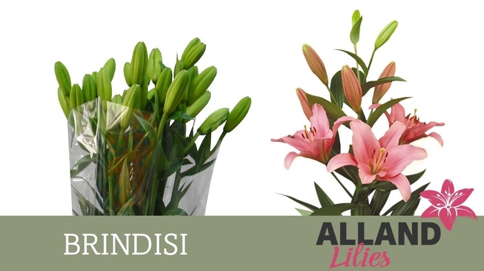 <h4>LI LA BRINDISI</h4>