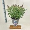 Buddleja Butterfly Candy Lila Sweet