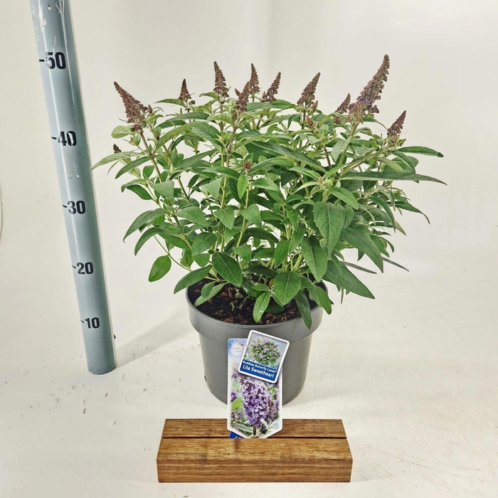 <h4>Buddleja Butterfly Candy Lila Sweet</h4>
