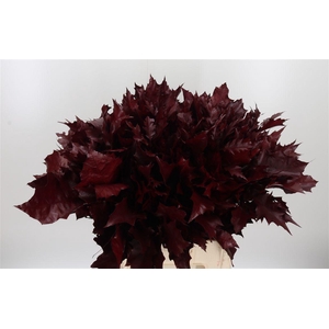 Eik Grof Bordeaux