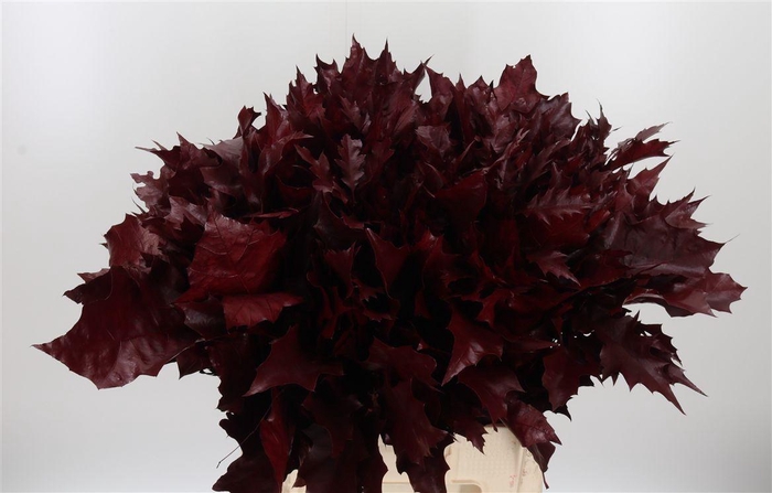 <h4>Eik Grof Bordeaux</h4>