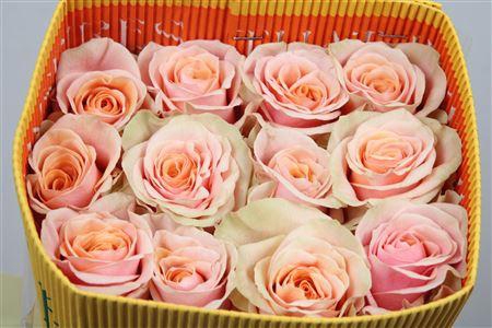 <h4>R Gr Phoenix Ec</h4>