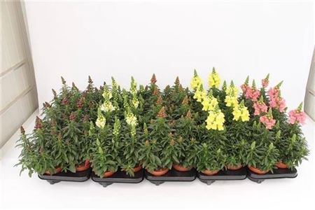 Antirr Ma Gem 1 Klr Per Tray