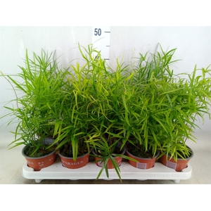 Asparagus falcatus