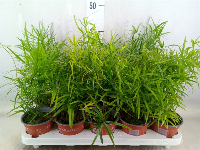 <h4>Asparagus falcatus</h4>