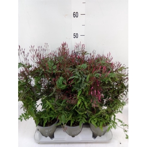 Jasminum polyanthum   ...rose