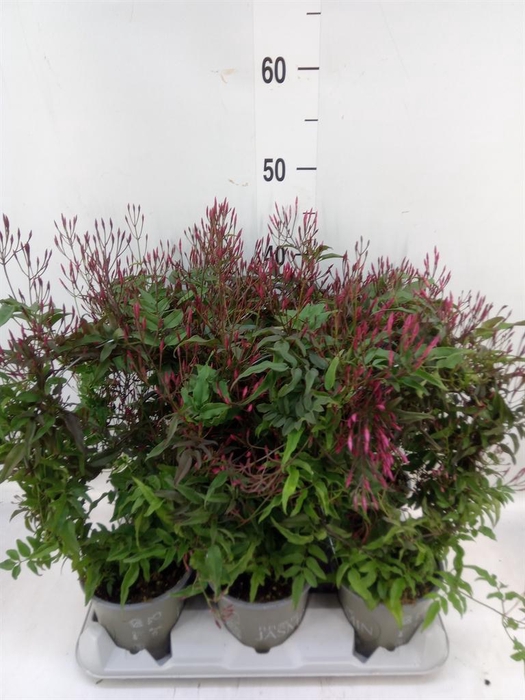 <h4>Jasminum polyanthum ...rose</h4>