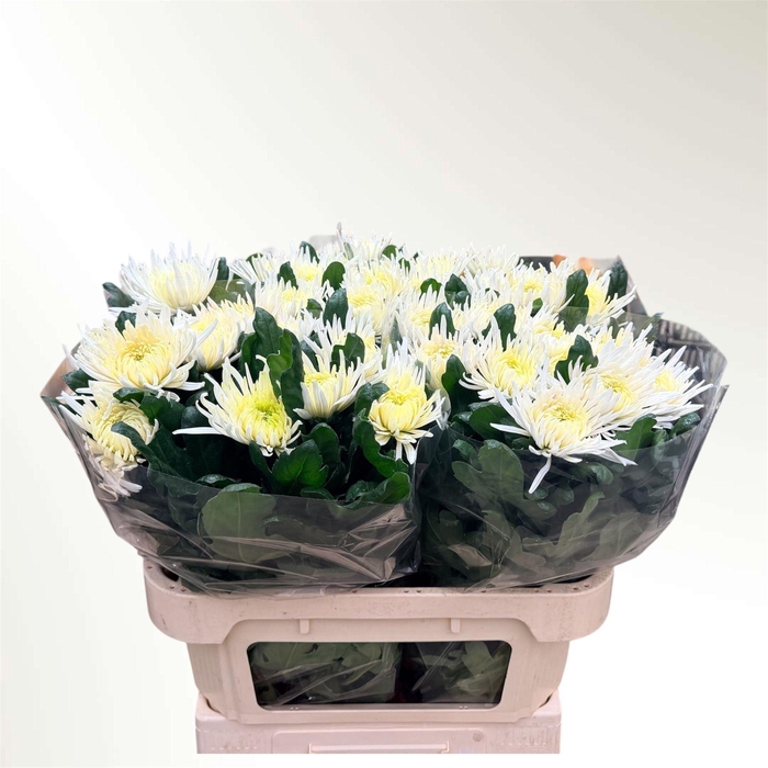 <h4>CHR G ANASTASIA STAR WHITE CHR G AN</h4>
