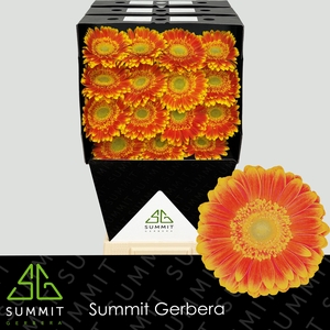 Gerbera Wannabe Diamond