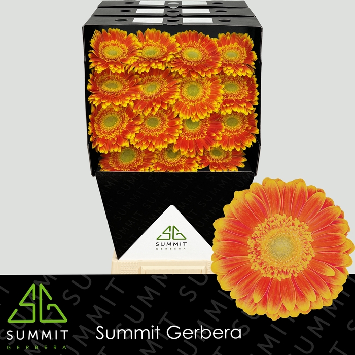 <h4>Gerbera Wannabe Diamond</h4>
