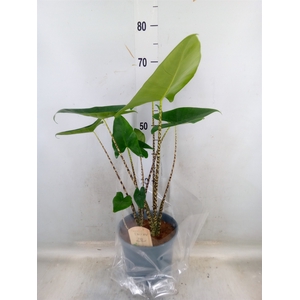 Alocasia zebrina