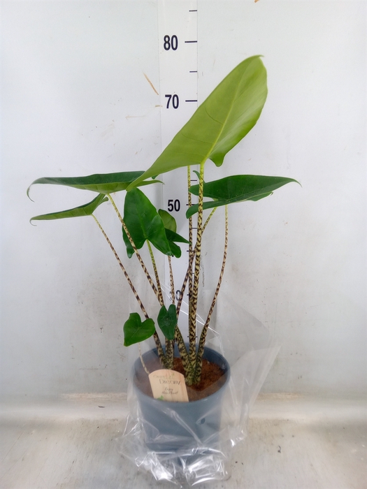 <h4>Alocasia zebrina</h4>