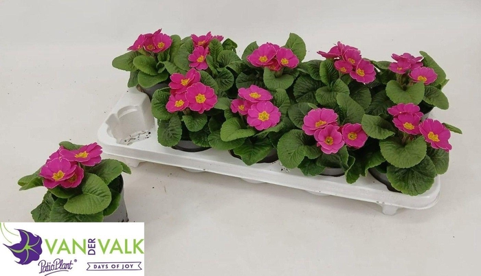 <h4>PRIM AC CAIRO ROSE</h4>