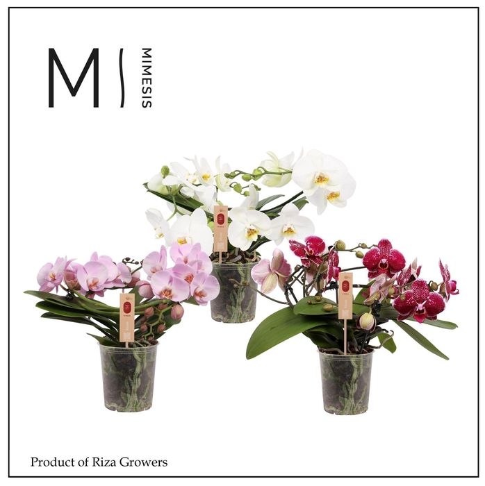 <h4>Mimesis Phal. Muse Mix</h4>