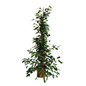 Ficus overig gemengd 3 soorten