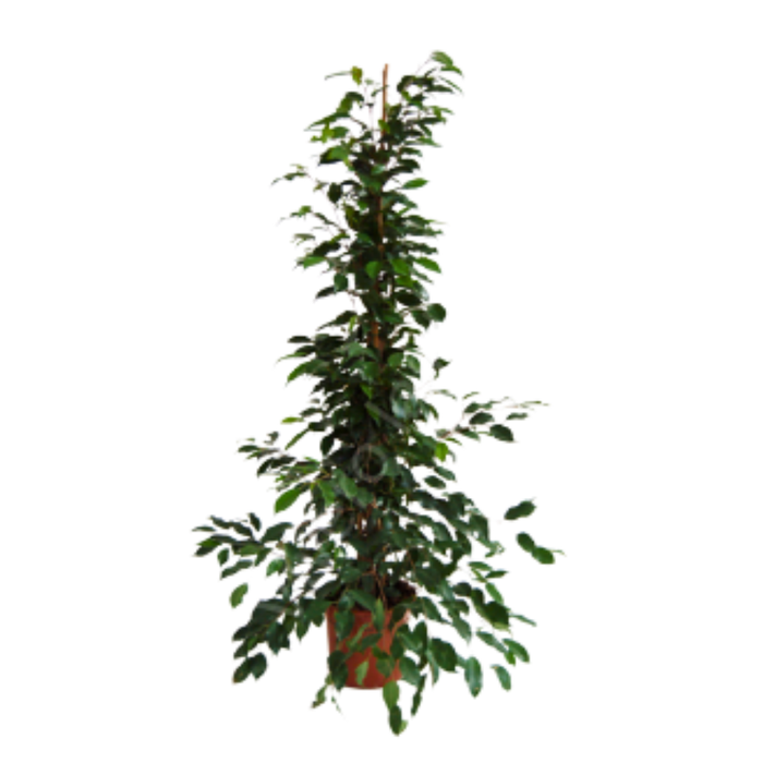 <h4>Ficus overig gemengd 3 soorten</h4>