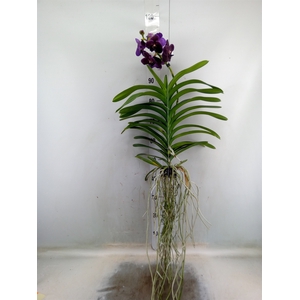 Vanda  hybriden