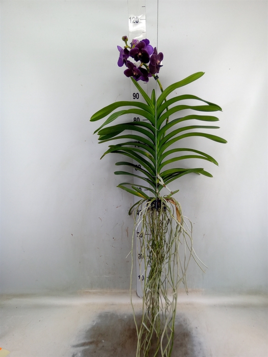 <h4>Vanda  hybriden</h4>