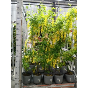 Laburnum watereri 'Vossii'