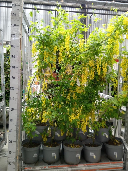<h4>Laburnum watereri 'Vossii'</h4>