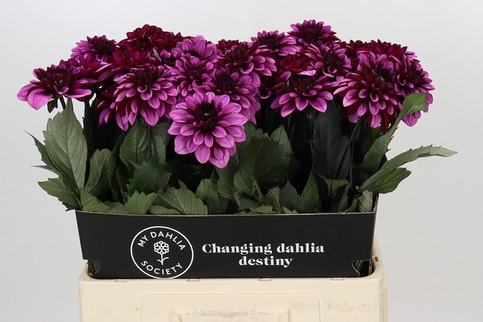<h4>Dahlia Melissa Anne Marijke</h4>