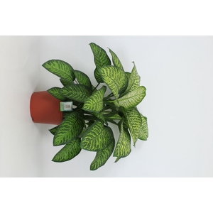 Dieffenbachia Tropic Jewel